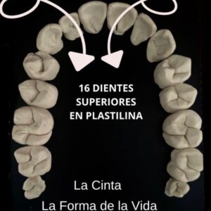 16 dientes superiores en plastilina